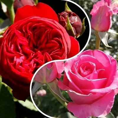 Комплект РОМАНТИЧЕСКИЙ БУКЕТ в Иркутске