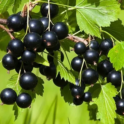 Смородина чёрная БЕЛОРУССКАЯ СЛАДКАЯ  Смородина чёрная БЕЛОРУССКАЯ СЛАДКАЯ в Иркутске