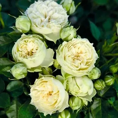 Саженцы роз БЛАНШЕТТ спрей  Саженцы роз БЛАНШЕТТ спрей в Иркутске