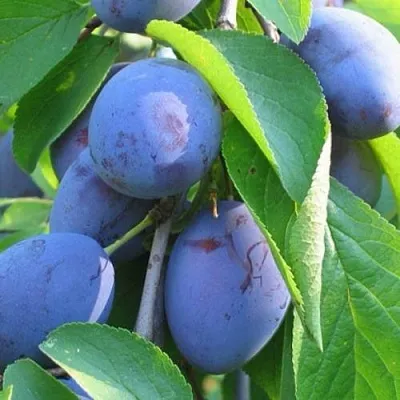 Слива ПЕРДРИГОН  Слива ПЕРДРИГОН в Иркутске