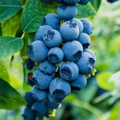 Голубика БОНИФАЦИЙ  Голубика БОНИФАЦИЙ в Иркутске