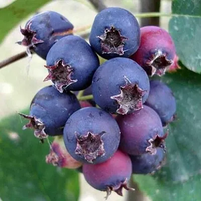 Ирга SLEYT  Ирга SLEYT в Иркутске