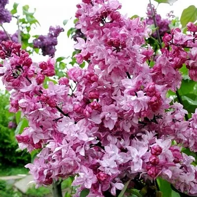 Сирень ОЛИМПИАДА КОЛЕСНИКОВА  Сирень ОЛИМПИАДА КОЛЕСНИКОВА в Иркутске