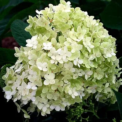 Гортензия СТЕРИЛИС древовидная   Гортензия СТЕРИЛИС древовидная  в Иркутске
