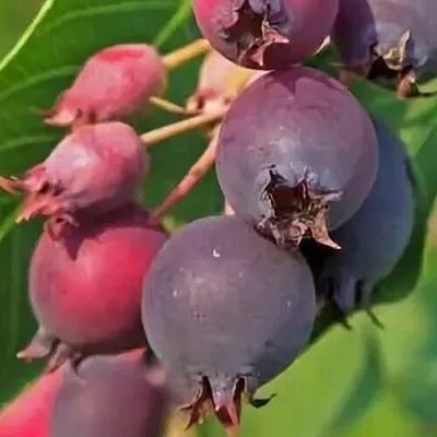 Ирга MANDAN  Ирга MANDAN в Иркутске