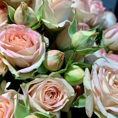 Саженцы роз АЗОРЕ спрей в Иркутске