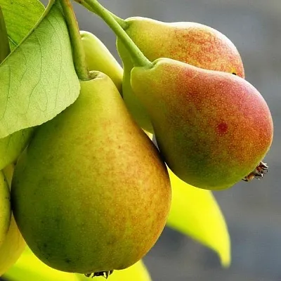 Груша в Иркутске