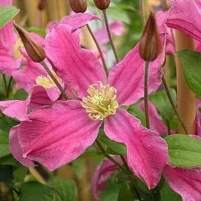 Клематис ИНСПИРЕЙШН ЗОЙН  Клематис ИНСПИРЕЙШН ЗОЙН в Иркутске