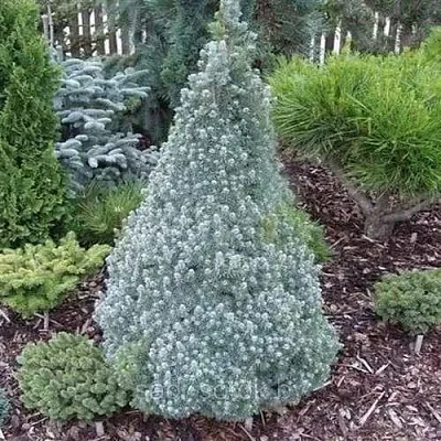 Ель САНДЕРС БЛЮ канадская  Ель САНДЕРС БЛЮ канадская в Иркутске