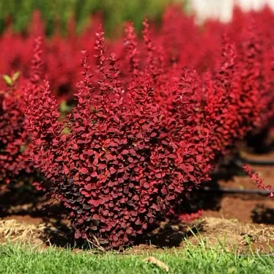 Барбарис ОРАНЖ РОКЕТ тунберга в Иркутске