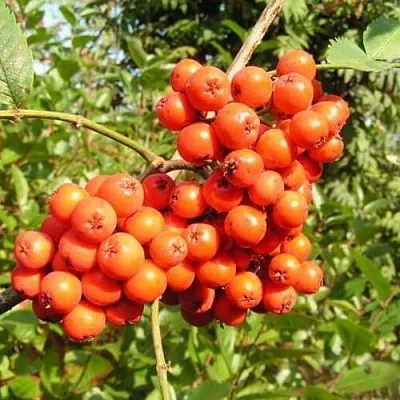 Рябина КОНЦЕНТРА сладкоплодная  Рябина КОНЦЕНТРА сладкоплодная в Иркутске