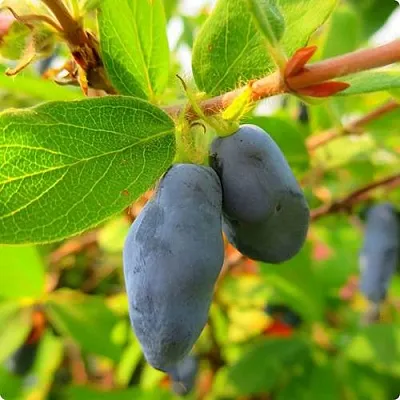 Жимолость съедобная БОРЕАЛ БЛИЗЗАРД (СЕВЕРНАЯ МЕТЕЛЬ) в Иркутске