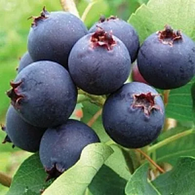 Ирга в Иркутске