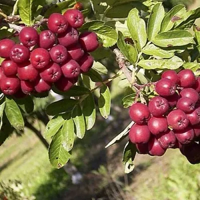 Рябина БУРКА сладкоплодная  Рябина БУРКА сладкоплодная в Иркутске