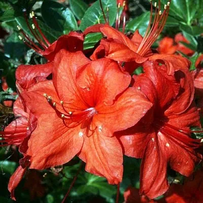 Азалия ДОЛОРОСО листопадная  Азалия ДОЛОРОСО листопадная в Иркутске