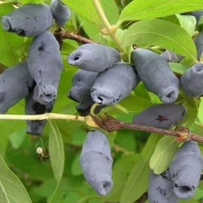 Жимолость съедобная РОКСАНА в Иркутске