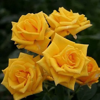 Саженцы роз ШАНИ спрей в Иркутске