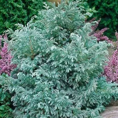 Кипарисовик БУЛЕВАРД горохоплодный  Кипарисовик БУЛЕВАРД горохоплодный в Иркутске