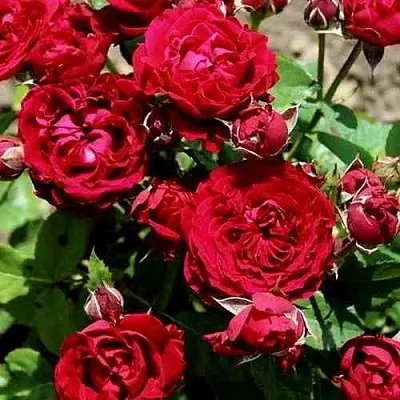 Саженцы роз ТАМАНГО спрей в Иркутске