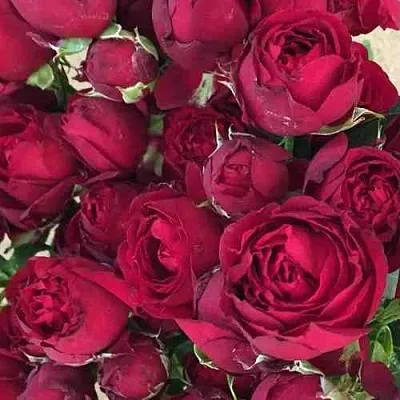 Саженцы роз РЕД БАБЛС спрей в Иркутске