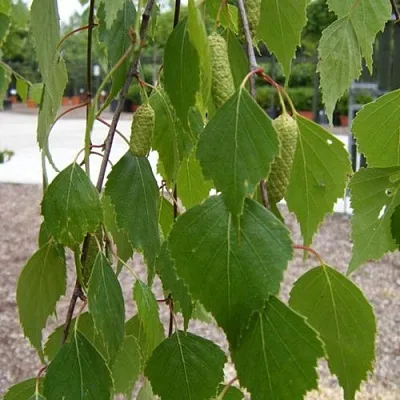 Береза ФАСЦИНЕЙШЕН белая  в Иркутске