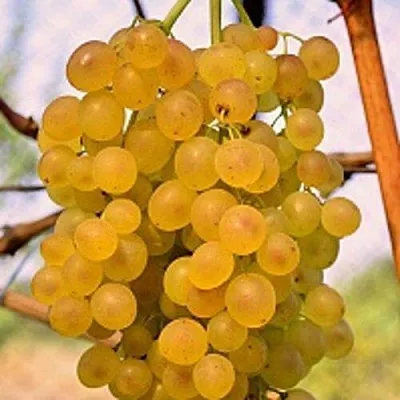 Виноград КИШМИШ КОКТЕЙЛЬ  Виноград КИШМИШ КОКТЕЙЛЬ в Иркутске