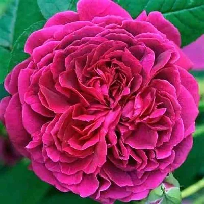 Саженцы роз ВИЛЬЯМ ШЕКСПИР английская  Саженцы роз ВИЛЬЯМ ШЕКСПИР английская в Иркутске