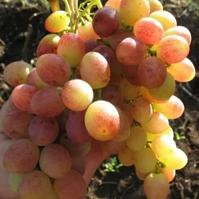 Виноград ТАСОН  Виноград ТАСОН в Иркутске