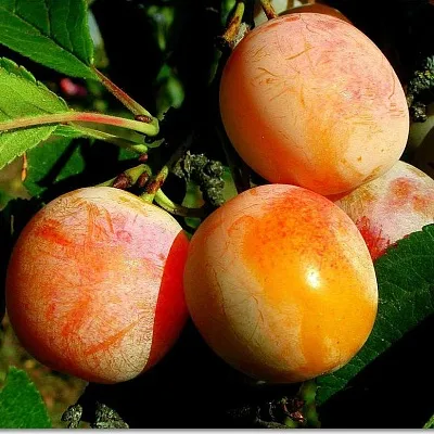 Ранняя  Ранняя в Иркутске