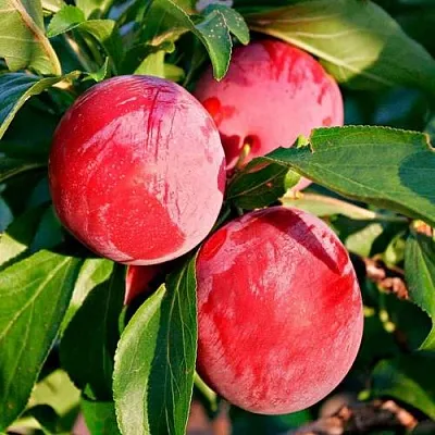 Красная  Красная в Иркутске