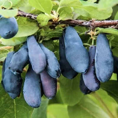 Жимолость съедобная СИБИРЯЧКА  Жимолость съедобная СИБИРЯЧКА в Иркутске