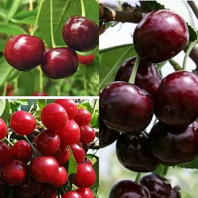 Комплект ВИШНЕВЫЙ САД в Иркутске