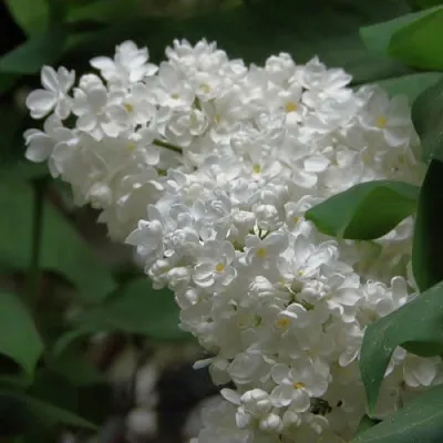 Сирень РУССКИЙ СЕВЕР  Сирень РУССКИЙ СЕВЕР в Иркутске