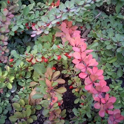 Барбарис ГРИН КАРПЕТ тунберга в Иркутске