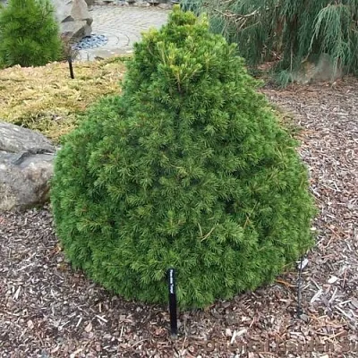 Ель ТОМПА обыкновенная  Ель ТОМПА обыкновенная в Иркутске