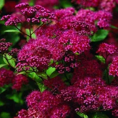 Спирея АНТОНИ ВАТЕРЕР японская  Спирея АНТОНИ ВАТЕРЕР японская в Иркутске