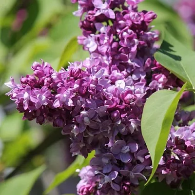 Сирень ИЗОБИЛИЕ  Сирень ИЗОБИЛИЕ в Иркутске