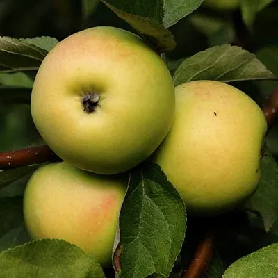 Яблоня ДАНИЛА в Иркутске