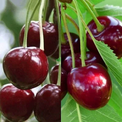 Комплект ВИШНЕВЫЙ ТАНДЕМ в Иркутске