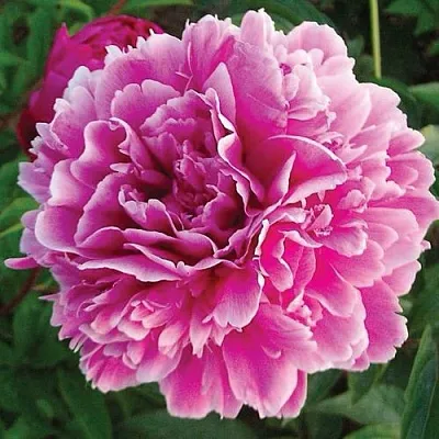 Пион ПУРПУРНАЯ ФЕЕРИЯ травянистый в Иркутске
