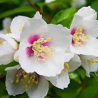 Жасмин БЕЛЬ ЭТУАЛЬ  Жасмин БЕЛЬ ЭТУАЛЬ в Иркутске