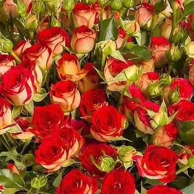 Саженцы роз РУБИЭЛЛА спрей в Иркутске