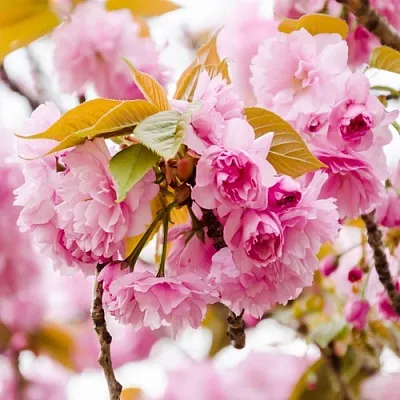 Сакура КАНЗАН  Сакура КАНЗАН в Иркутске