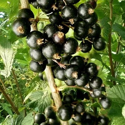 Смородина черная БЕН ТИРЕН  Смородина черная БЕН ТИРЕН в Иркутске