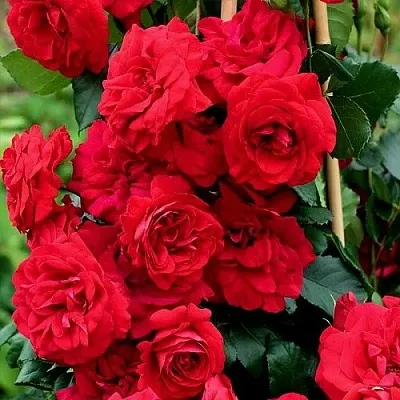 Саженцы роз АМАДЕУС плетистая  Саженцы роз АМАДЕУС плетистая в Иркутске