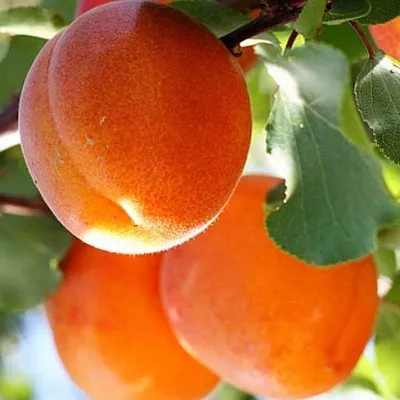 Абрикос в Иркутске