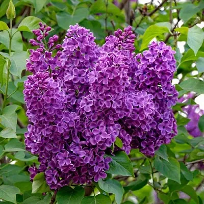 Сирень СУМЕРКИ в Иркутске