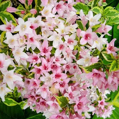 Вейгела САННИ ПРИНЦЕСС  Вейгела САННИ ПРИНЦЕСС в Иркутске