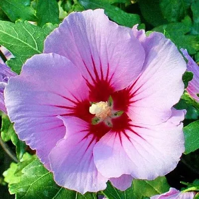 Гибискус ПИНК ФЛИРТ сирийский  Гибискус ПИНК ФЛИРТ сирийский в Иркутске