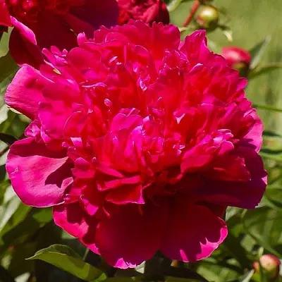 Пион БИГ БЕН травянистый в Иркутске